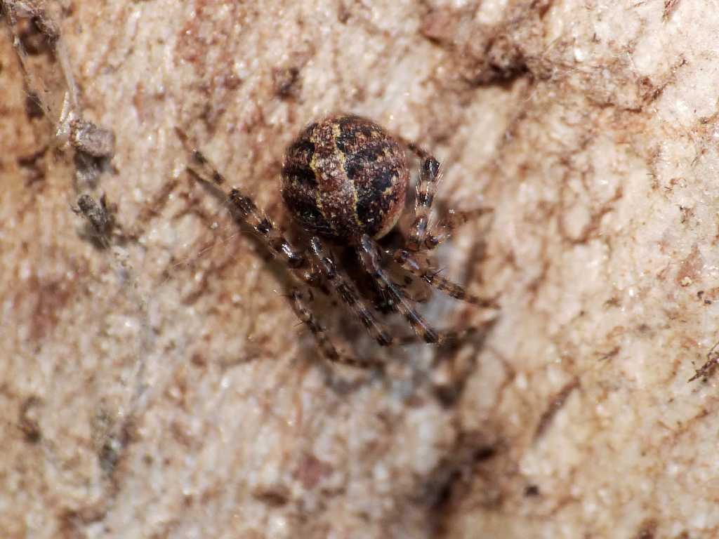 Theridiida cf. Platnickina sp. - Villorba (TV)